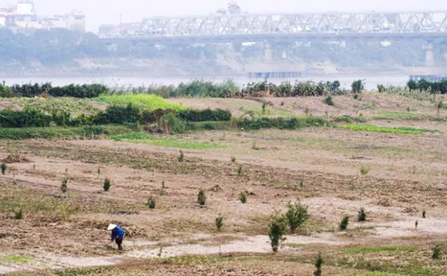 Một khu vực đất canh tác nằm ven bãi sông Hồng. Ảnh minh họa.
