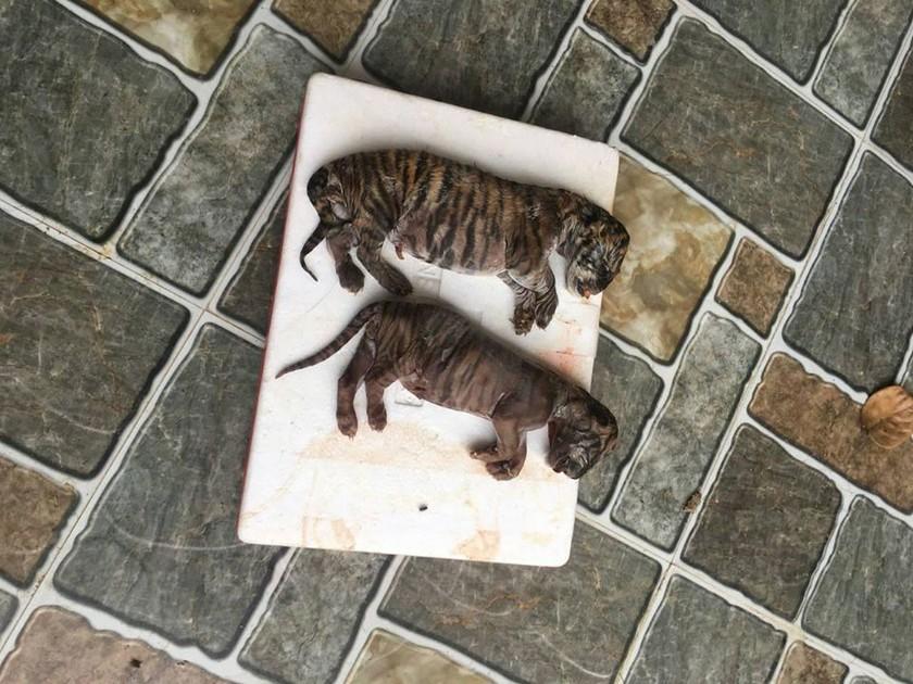 Nhận án tù vì buôn bán động vật hoang dã trên Internet ảnh 1