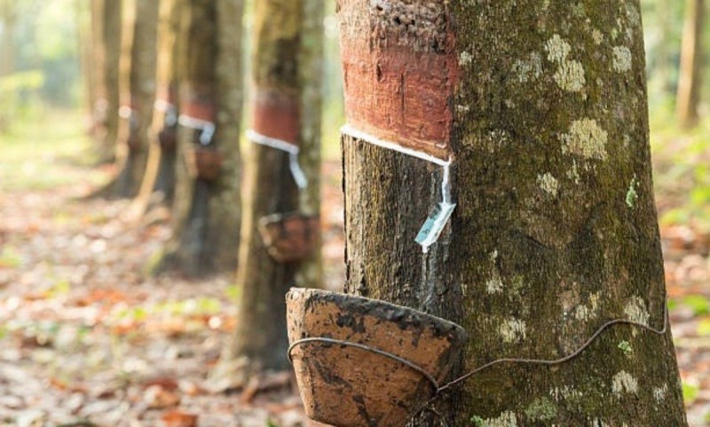 Giá cao su hôm nay ngày 24/10/2023: Giá cao su đang trên đà phục hồi Giá cao su hôm nay ngày 24/10/2023: Giá cao su đang trên đà phục hồi