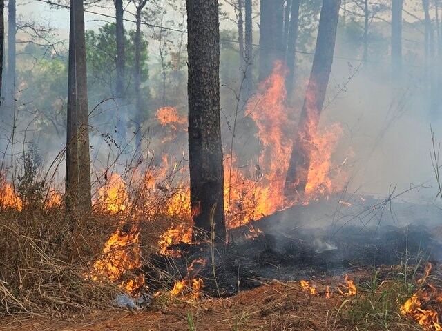 Dập lửa tại rừng thông cảnh quan ven Quốc lộ 14 ở Đắk Nông