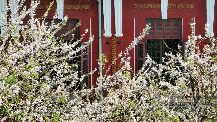 Đỗ mai hay còn được gọi là điệp anh đào, có tên khoa học Gliricidia maculata. Đây là loại cây có tán lá xanh quanh năm, hoa nở đẹp và có mùi thơm nhẹ nhàng.