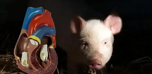Ca ghép tim lợn đầu tiên trên thế giới được diễn ra như thế nào?- Ảnh 2. Ca ghép tim lợn đầu tiên trên thế giới được diễn ra như thế nào?- Ảnh 2.