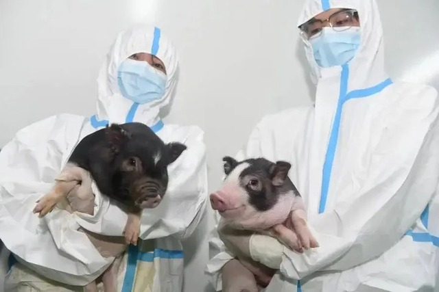 Ca ghép tim lợn đầu tiên trên thế giới được diễn ra như thế nào?- Ảnh 4. Ca ghép tim lợn đầu tiên trên thế giới được diễn ra như thế nào?- Ảnh 4.