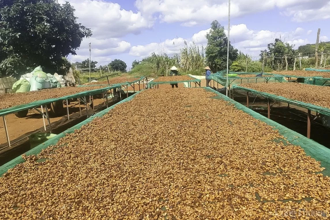 Đắk Nông: Xuất nhập khẩu khởi sắc Đắk Nông: Xuất nhập khẩu khởi sắc