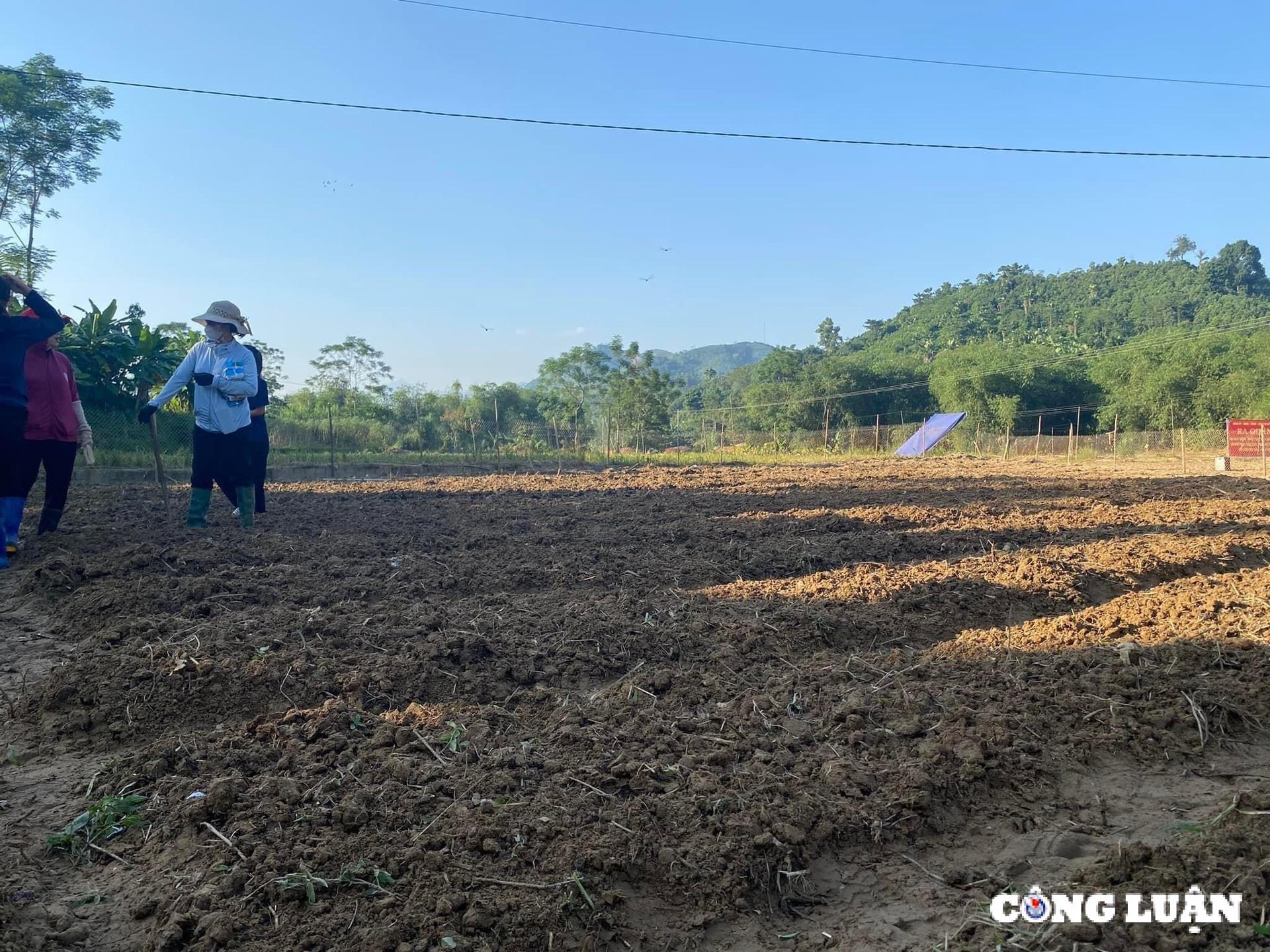 ha noi gia rau van dat do nong dan no luc hoi sinh rau mau sau bao hinh 2