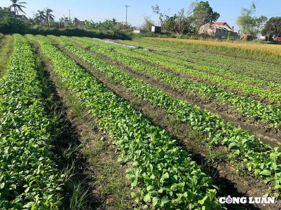 ha noi gia rau van dat do nong dan no luc hoi sinh rau mau sau bao hinh 3