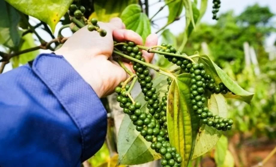 Giá tiêu hôm nay 9/10/2024: Giá tiêu hôm nay 9/10/2024: