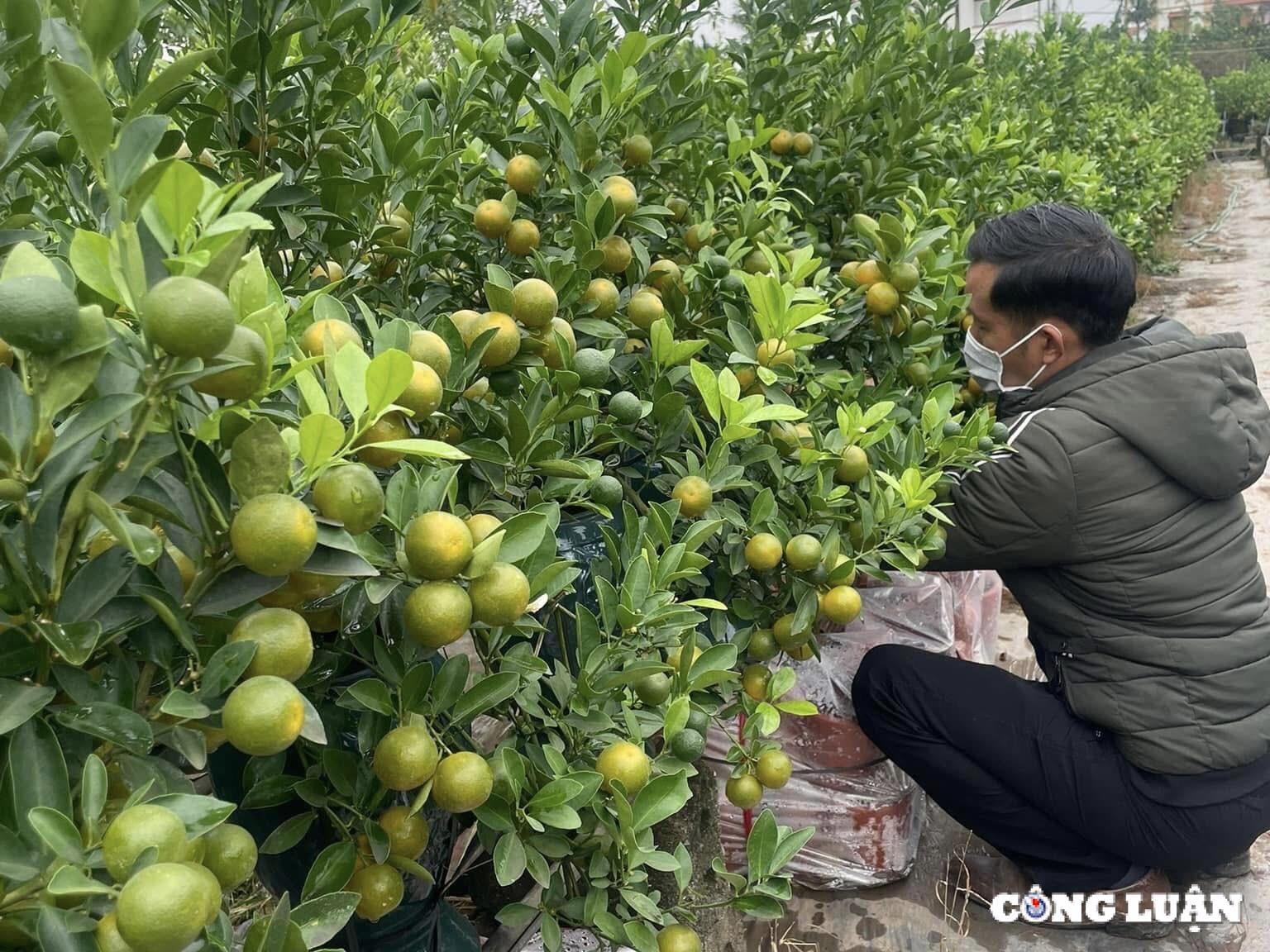 gia quat tang cao thuong lai tranh nhau dat coc som hinh 1