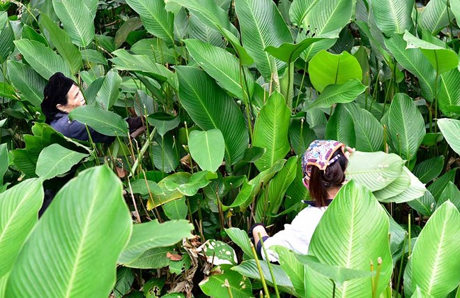 Mùa hái lá dong rừng đón vụ Tết nơi vùng cao Tuyên Quang