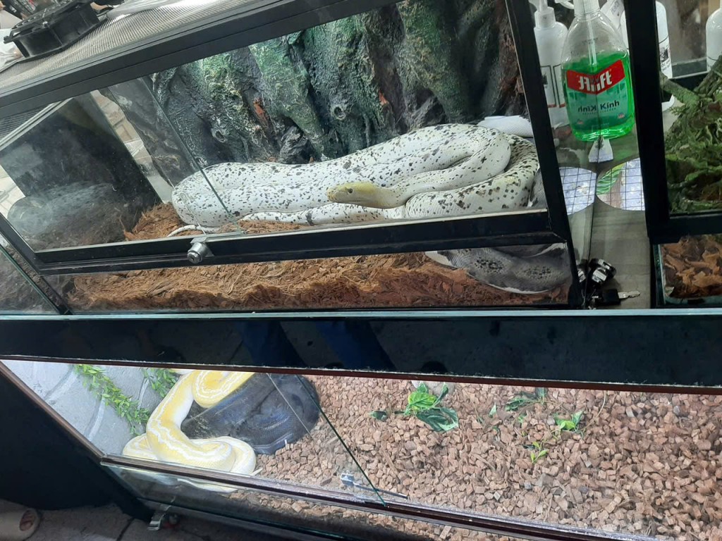 Người trẻ tìm nuôi rắn cảnh làm thú cưng dịp Tết Ất Tỵ