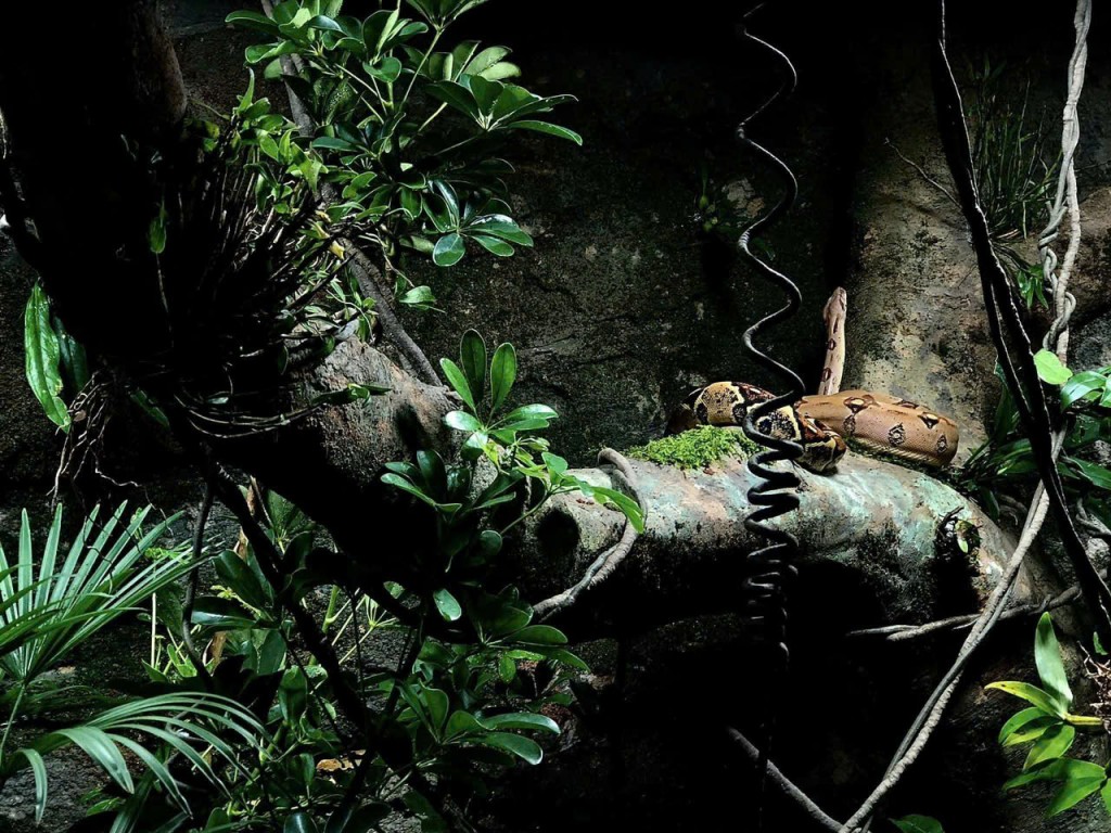 Người trẻ tìm nuôi rắn cảnh làm thú cưng dịp Tết Ất Tỵ