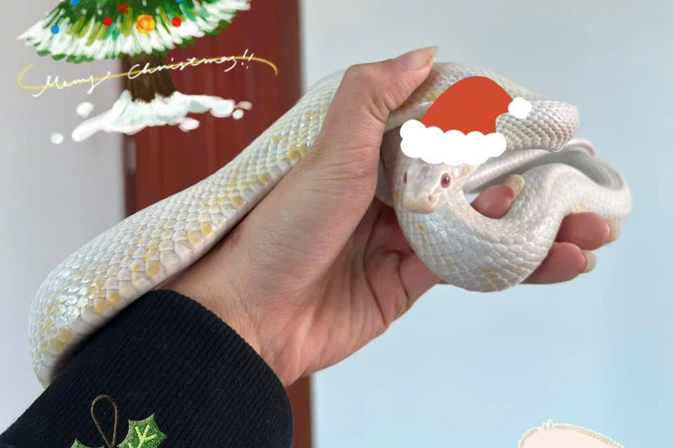 Người trẻ tìm nuôi rắn cảnh làm thú cưng dịp Tết Ất Tỵ