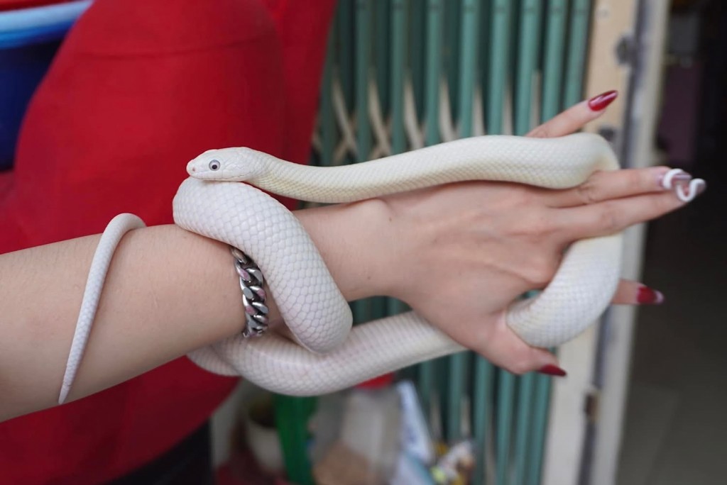 Người trẻ tìm nuôi rắn cảnh làm thú cưng dịp Tết Ất Tỵ