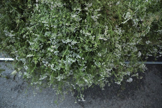 Tắm mùi già đón Tết