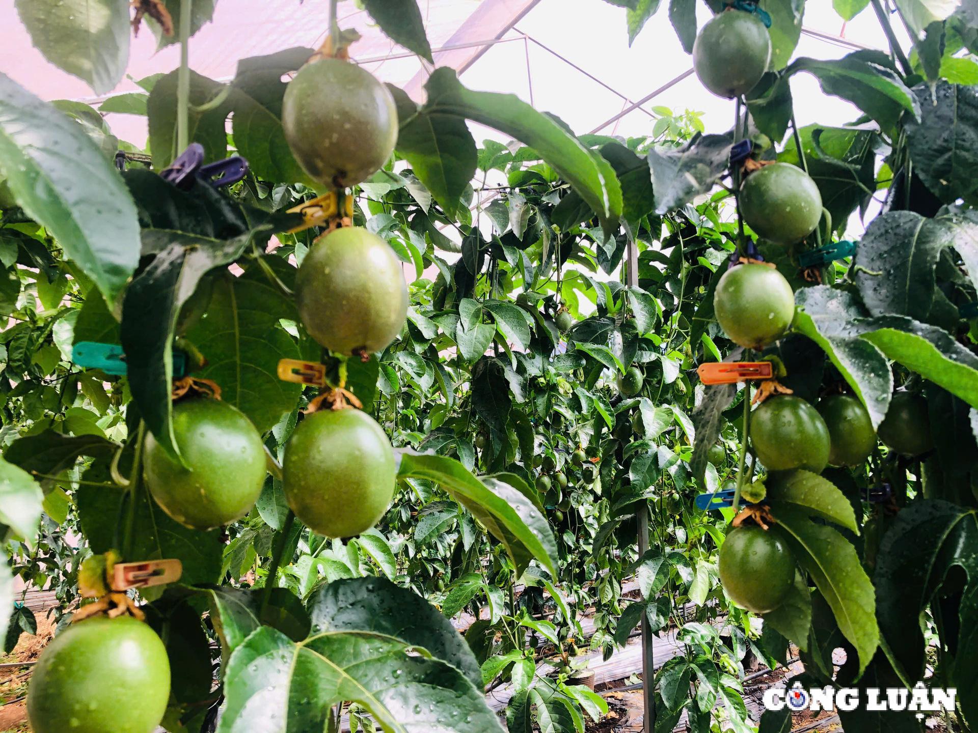 gia lai ung dung cong nghe cao trong chanh day trong nha kinh de xuat khau sang chau au hinh 5