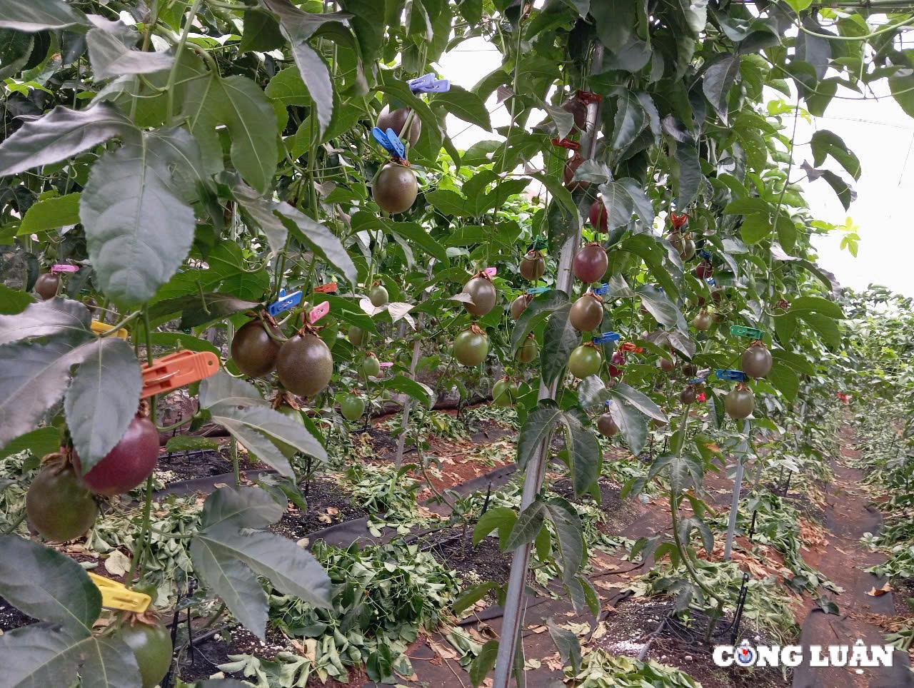 gia lai ung dung cong nghe cao trong chanh day trong nha kinh de xuat khau sang chau au hinh 7