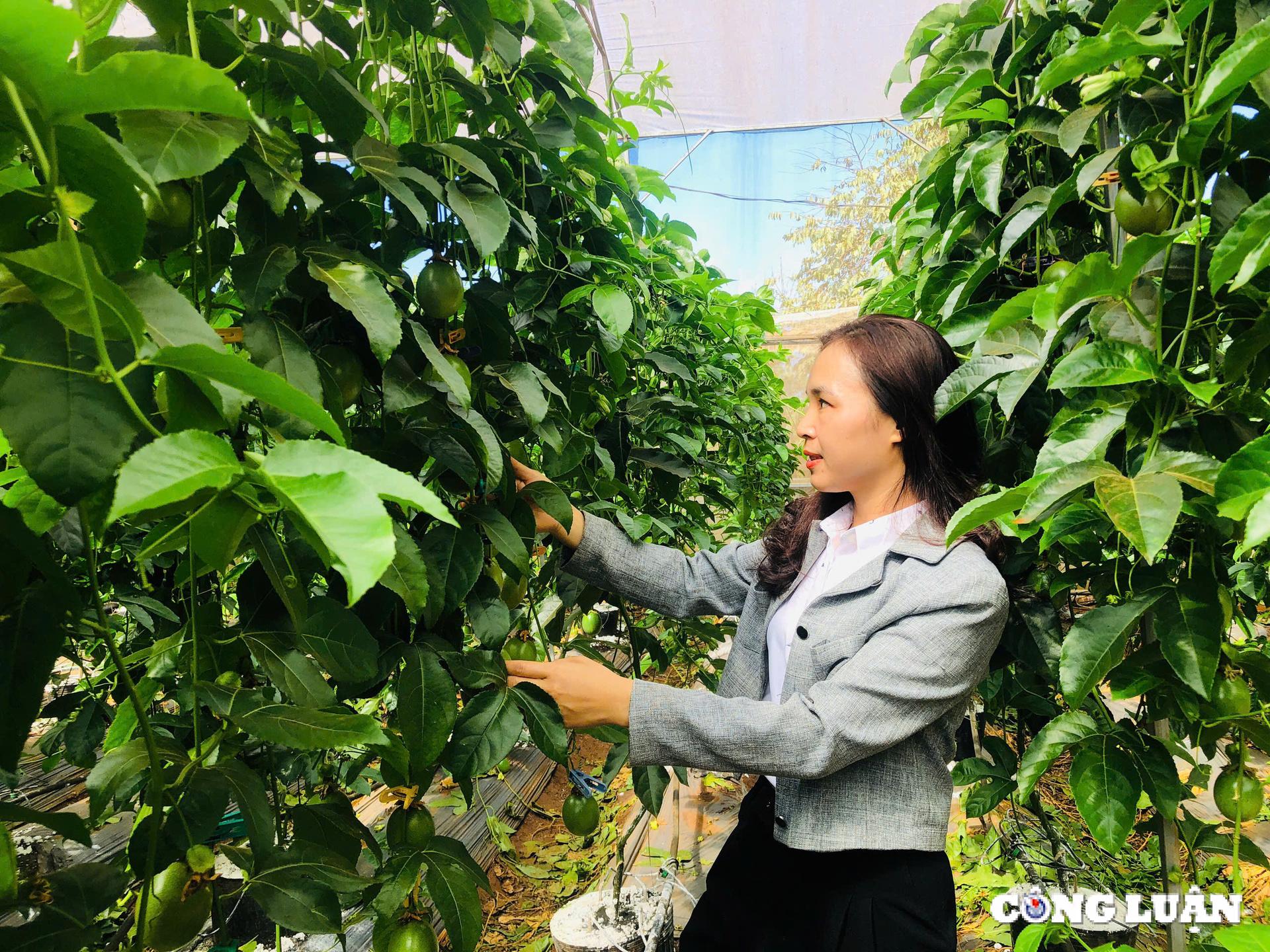 gia lai ung dung cong nghe cao trong chanh day trong nha kinh de xuat khau sang chau au hinh 6