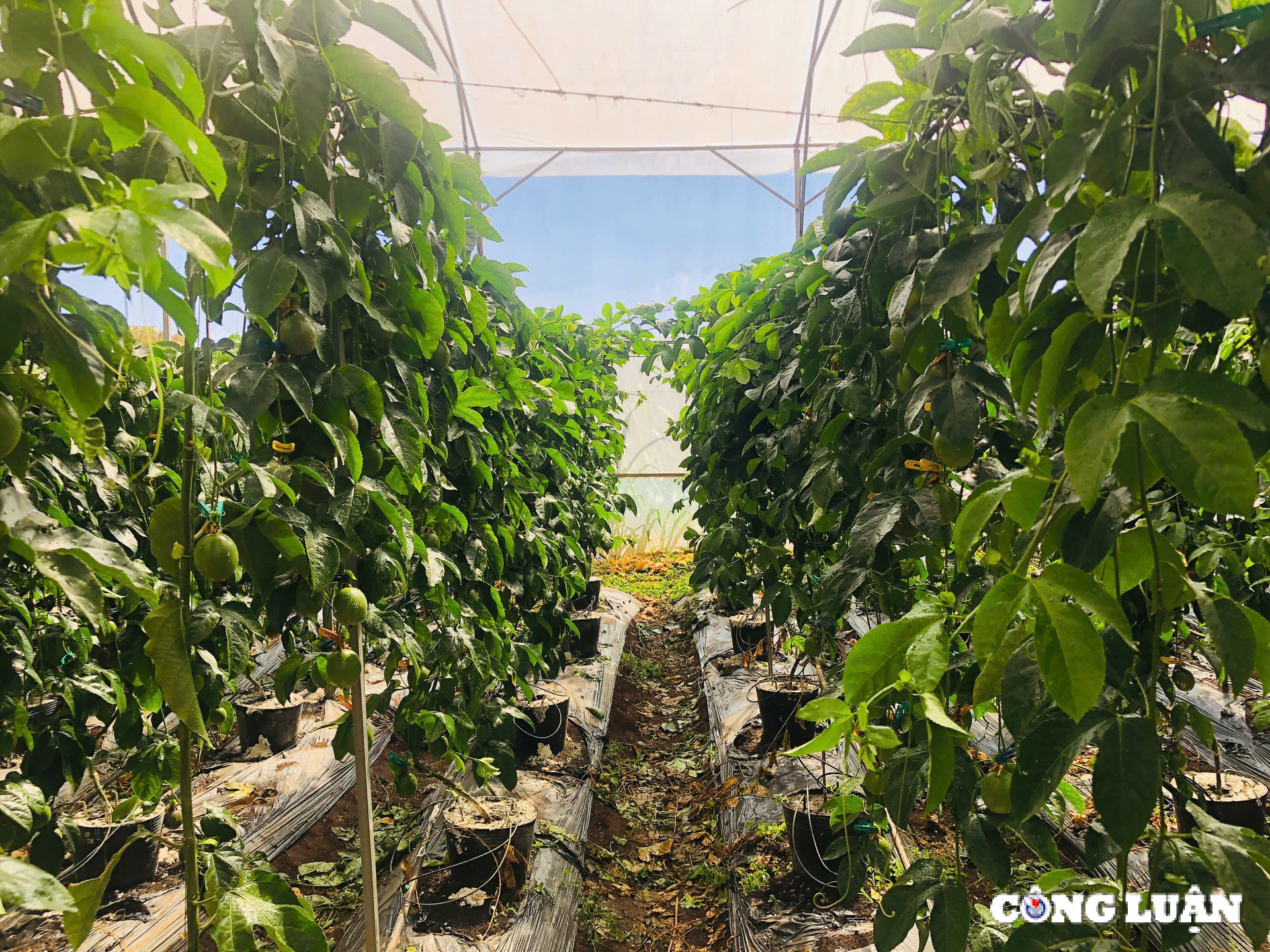 gia lai ung dung cong nghe cao trong chanh day trong nha kinh de xuat khau sang chau au hinh 1