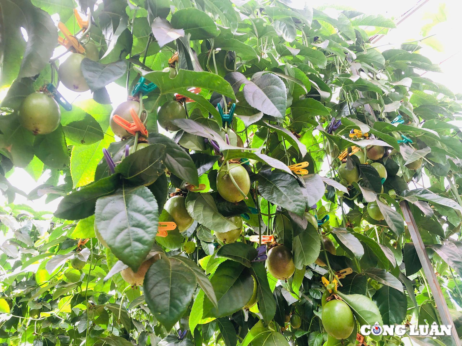 gia lai ung dung cong nghe cao trong chanh day trong nha kinh de xuat khau sang chau au hinh 4