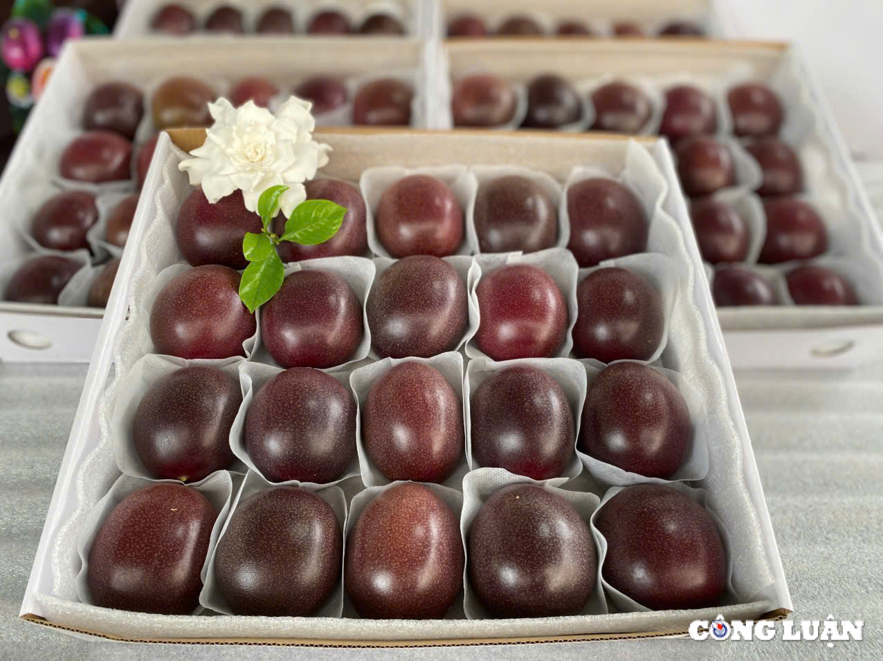 gia lai ung dung cong nghe cao trong chanh day trong nha kinh de xuat khau sang chau au hinh 9