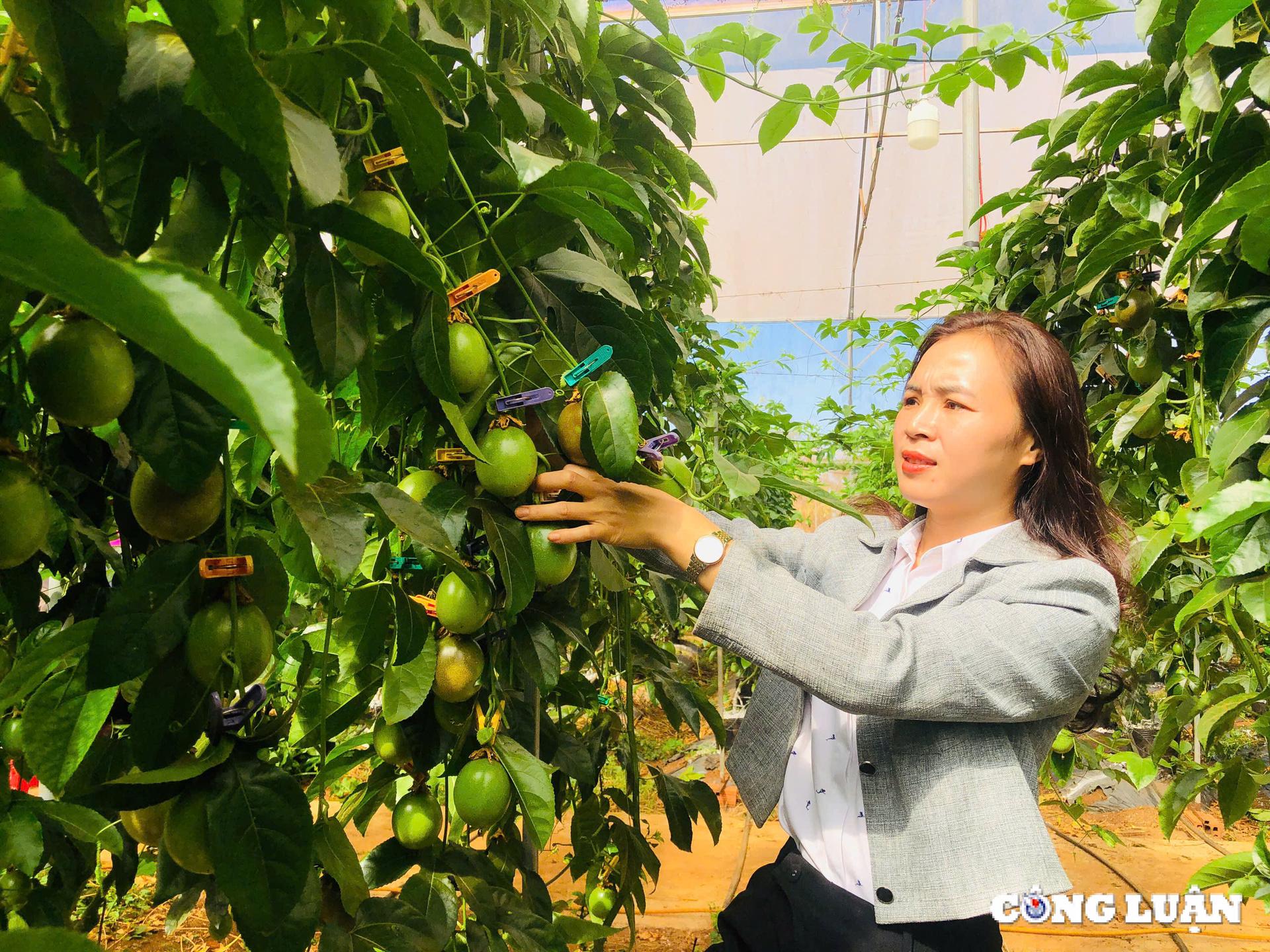 gia lai ung dung cong nghe cao trong chanh day trong nha kinh de xuat khau sang chau au hinh 3