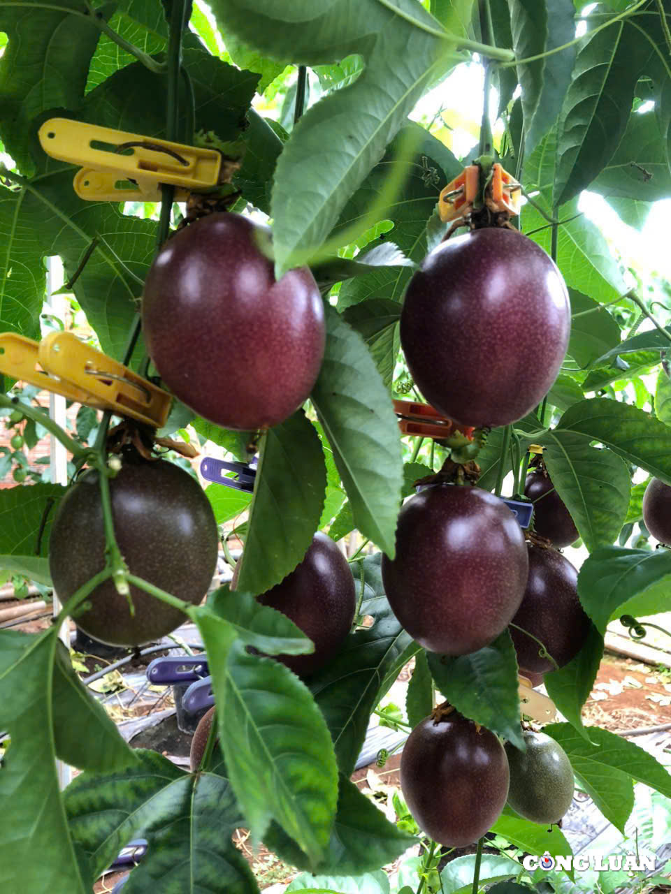 gia lai ung dung cong nghe cao trong chanh day trong nha kinh de xuat khau sang chau au hinh 8