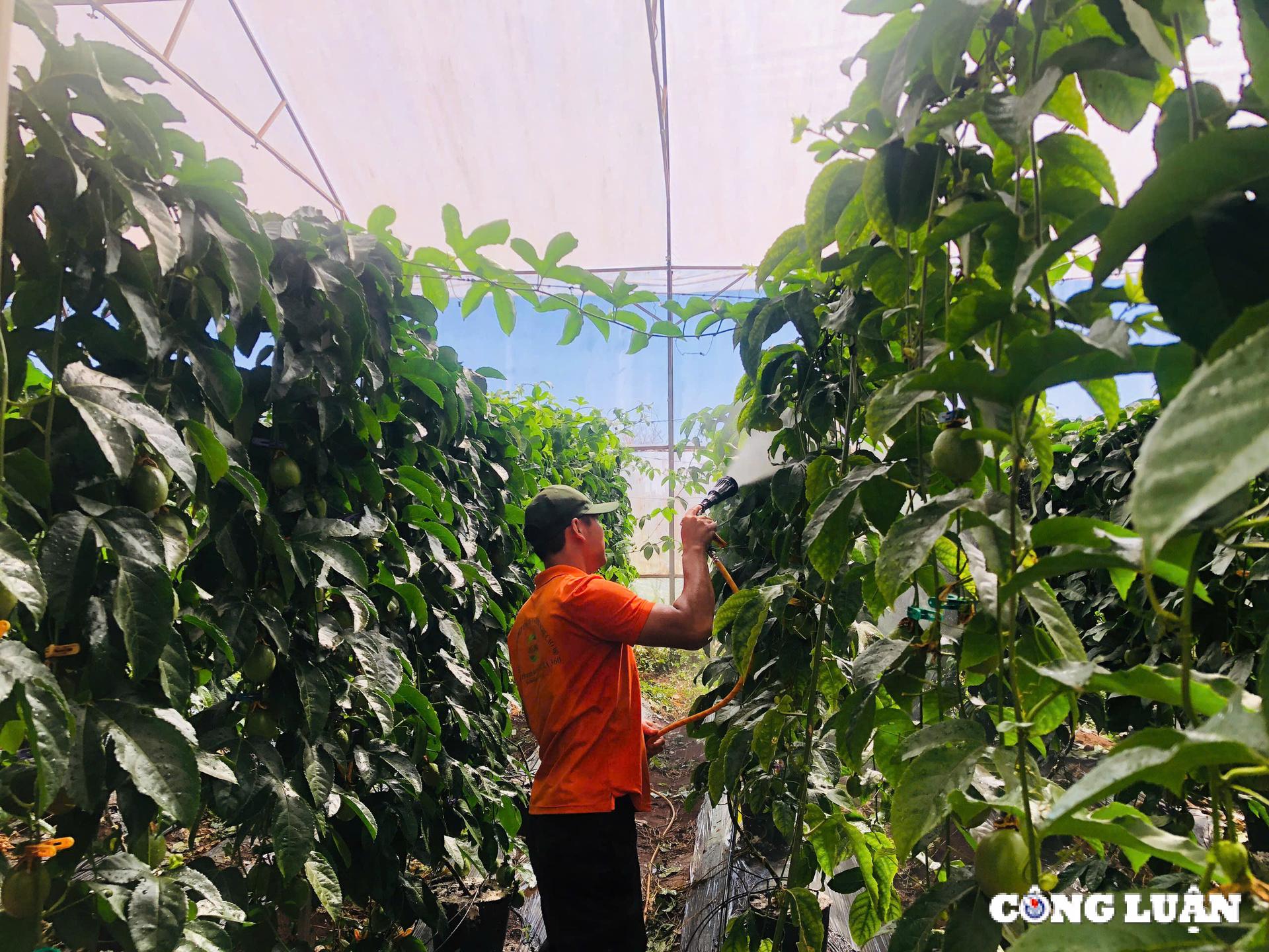 gia lai ung dung cong nghe cao trong chanh day trong nha kinh de xuat khau sang chau au hinh 2