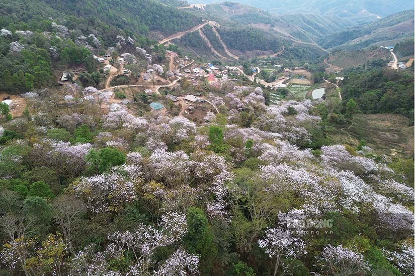 Ðây cũng là thời điểm hoa ban nở trắng các sườn đồi. Từ ngày 13-16.3 sẽ diễn ra Lễ hội Hoa Ban và Ngày hội Văn hóa, Thể thao và Du lịch các dân tộc tỉnh Điện Biên lần thứ VIII. Việc chọn tổ chức từ ngày 13.3 hàng năm, trùng với ngày mở màn Chiến dịch Điện Biên Phủ lịch sử vào ngày 13.3.1954, càng làm tăng thêm ý nghĩa đặc biệt cho lễ hội.