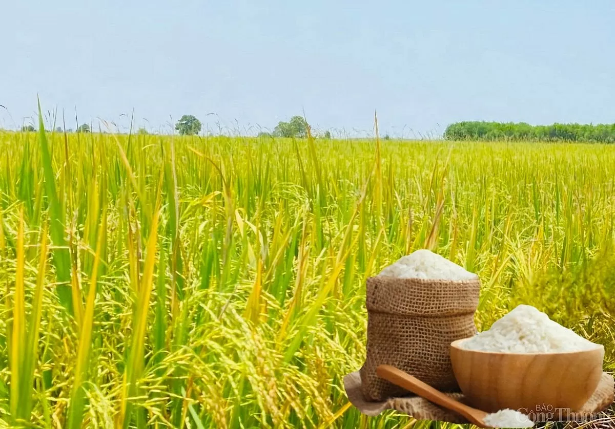 Giá lúa gạo hôm nay ngày 24/3: Gạo đảo chiều giảm Giá lúa gạo hôm nay ngày 24/3: Gạo đảo chiều giảm