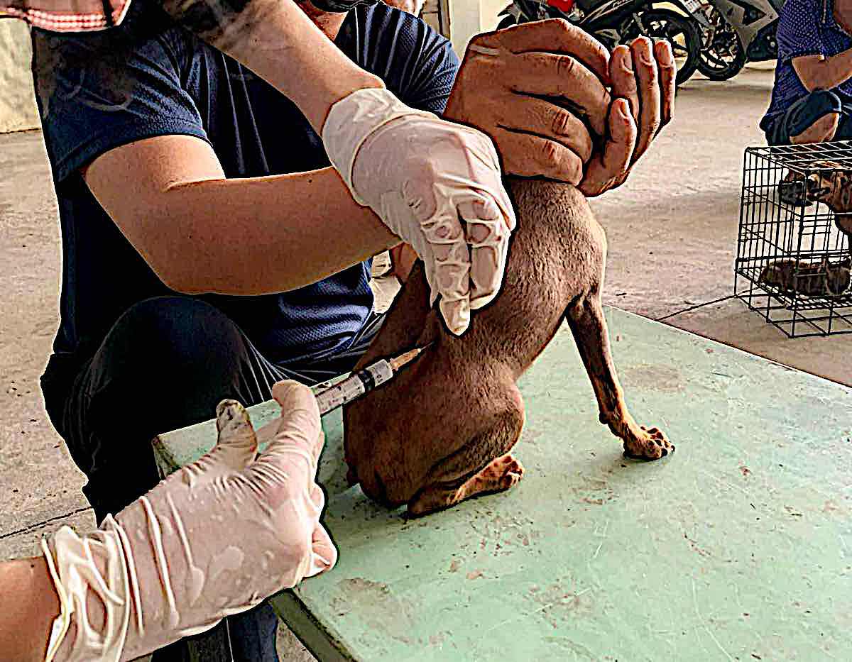 Tiêm phòng cho chó tại Bình Thuận. Ảnh: Phạm Duy