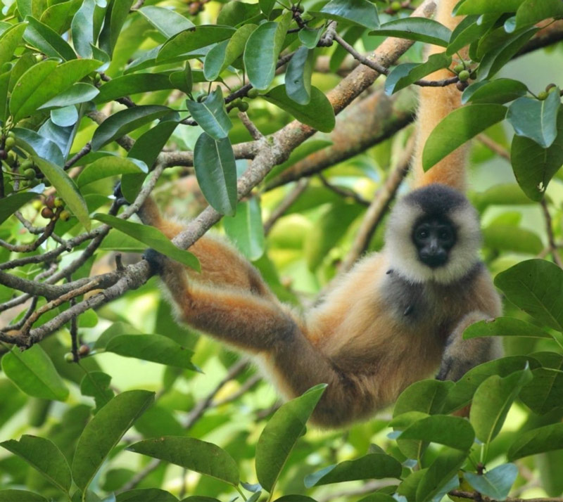 Vượn Cao vít được Hạt kiểm lâm huyện Trùng Khánh ghi lại hình ảnh. Ảnh: Đơn vị cung cấp.