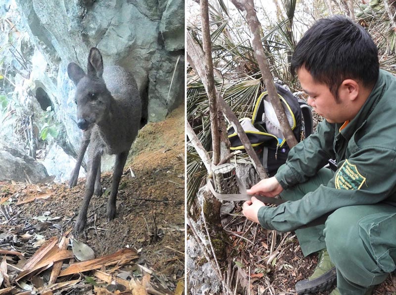 Quá trình đặt bẫy ảnh để ghi nhận sự xuất hiện của hươu xạ quý hiếm. Ảnh: