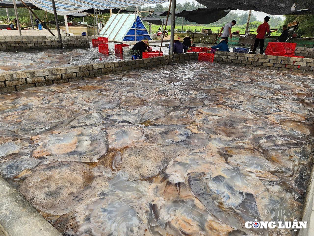 ngu dan ha tinh trung dam mua sua bien thu tien trieu moi chuyen ra khoi hinh 8