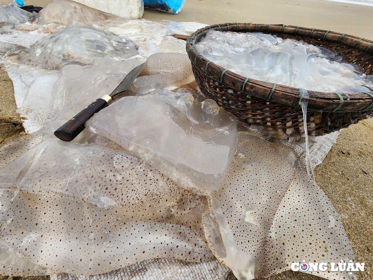 ngu dan ha tinh trung dam mua sua bien thu tien trieu moi chuyen ra khoi hinh 7