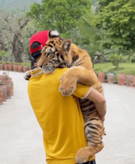 Chi cục Kiểm lâm Nghệ An yêu cầu chấm dứt ngay hành vi cho người tiếp xúc trực tiếp với thú nuôi hoang dã hung dữ (hổ). Ảnh: Ngọc Anh