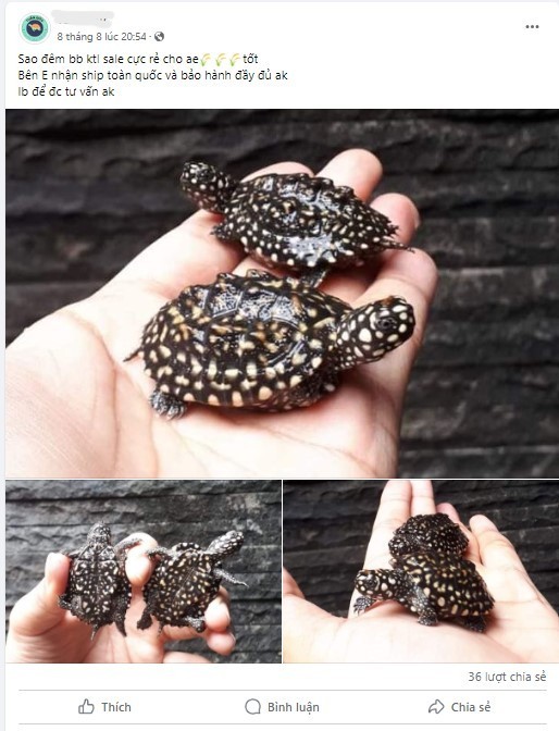 Ảnh minh họa: Theo ENV, các vi phạm liên quan đến ĐVHD xảy ra ngày càng nhiều trên mạng xã hội. Nguồn ENV