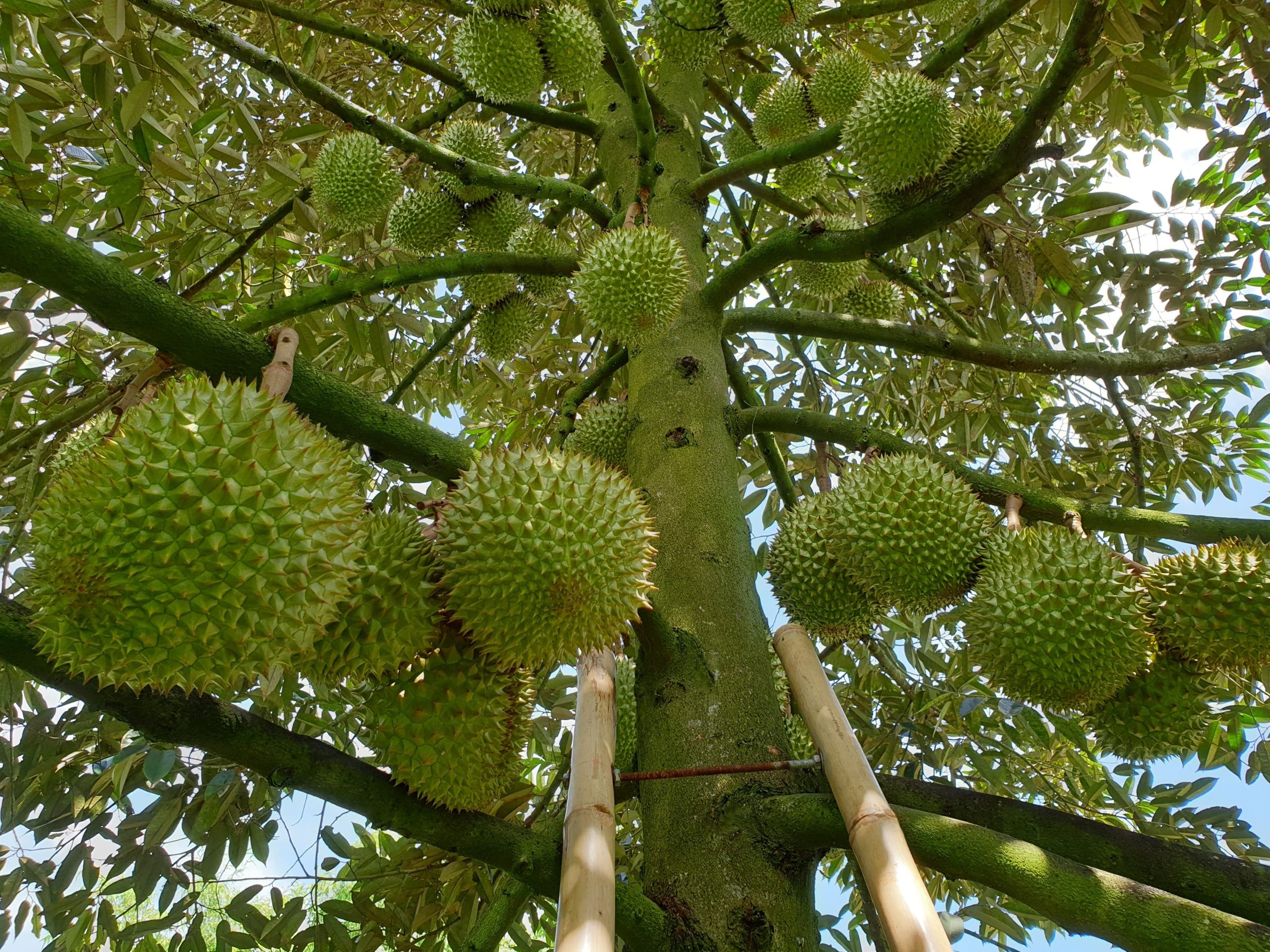 Giá sầu riêng hôm nay 30/5 đi ngang: Chất lượng sầu riêng Lâm Đồng xuất khẩu có đảm bảo