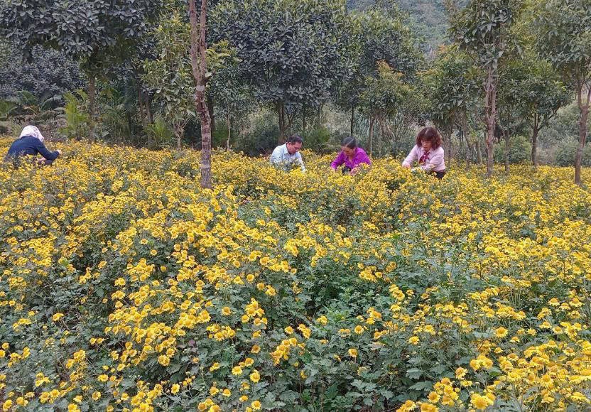 Mô hình sản xuất hiệu quả, thoát nghèo nhờ vốn vay tín dụng chính sách ở tỉnh Hà Nam. Mô hình sản xuất hiệu quả, thoát nghèo nhờ vốn vay tín dụng chính sách ở tỉnh Hà Nam.