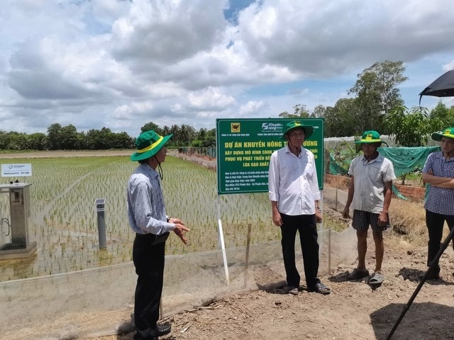 Nhà khoa học thăm đồng, cán bộ kỹ thuật thăm mô hình và tập huấn kỹ thuật cho bà con nông dân.