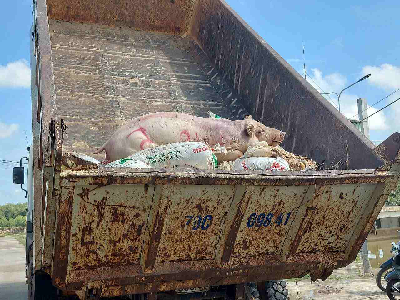 Công ty thủy lợi Miền Nam rất vất vả vớt heo chết mang đi tiêu hủy. Ảnh: Công ty thủy lợi Miền Nam cung cấp