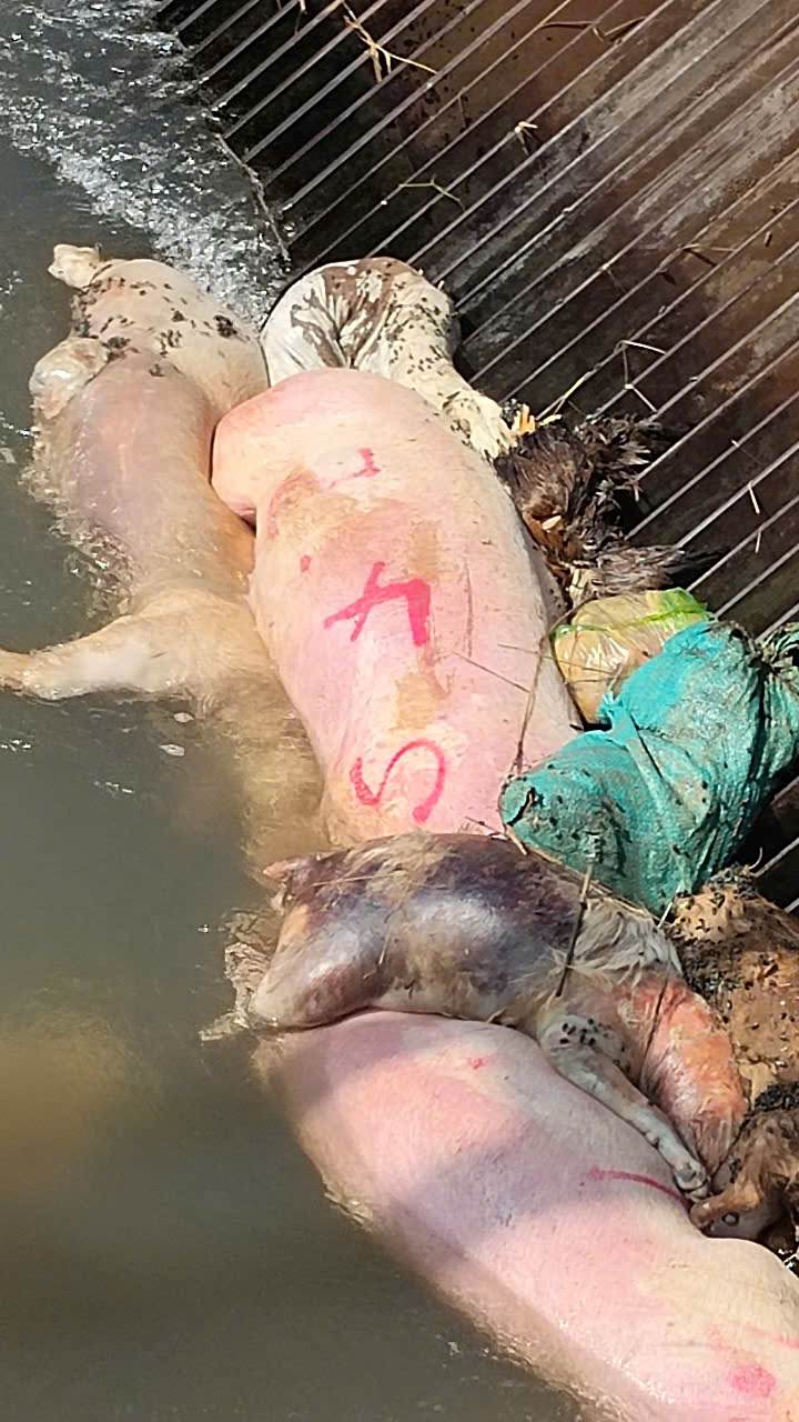 Những con heo chết có đánh số trôi nổi trên kênh dẫn nước. Ảnh: Công ty thủy lợi Miền Nam cung cấp