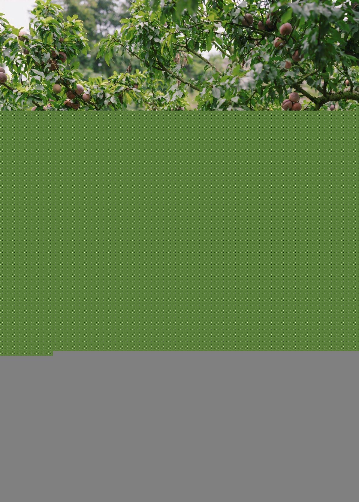 Sinh ra lớn lên ở Mộc Châu, Quang Kiên đã trải nghiệm cũng như hướng dẫn khách tới nhiều điểm ở quê mình nhưng anh vẫn thích thú khi được ngắm nhìn vườn mận sai trĩu quả đúng chính vụ. “Một buổi sáng có thể đi hái mận, nghe chủ vườn Nguyễn Xuân Văn kể chuyện trồng mận, chăm sóc cây và thu hái quả... cũng như làm thương hiệu mận ruby Mộc Châu“.