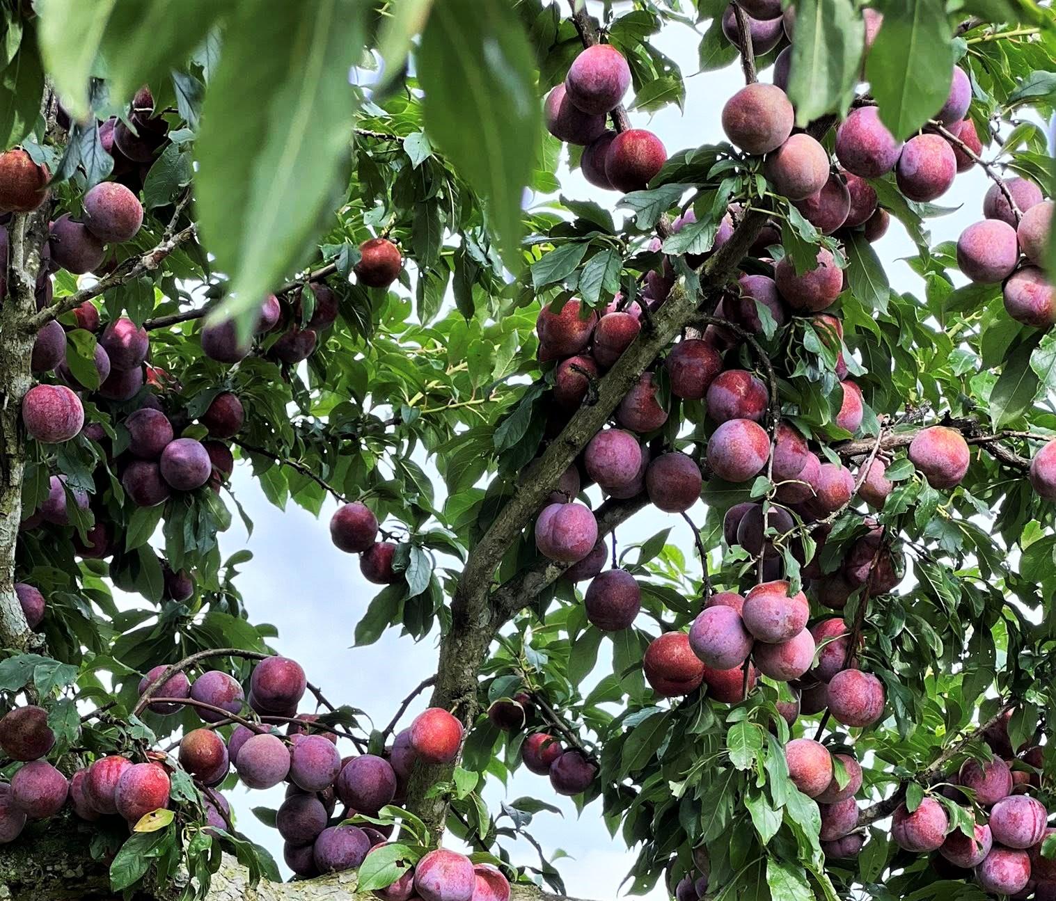 Mận ruby quả to, khi chín có màu đỏ tía, da căng tròn hấp dẫn. Cứ 100 trái mận được trồng tại Sơn La, thì chỉ có 5 trái mận hậu Ruby được tuyển lựa. Đây là một trong những thương hiệu mận có giá bán cao trên thị trường, đã ra mắt từ năm 2021. Ảnh: Nguyễn Xuân Văn