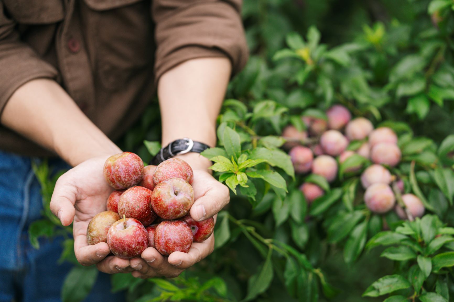 Phí vào vườn mận từ 30.000 đồng/người và mua mận tại vườn có giá từ 20.000 đồng/kg.