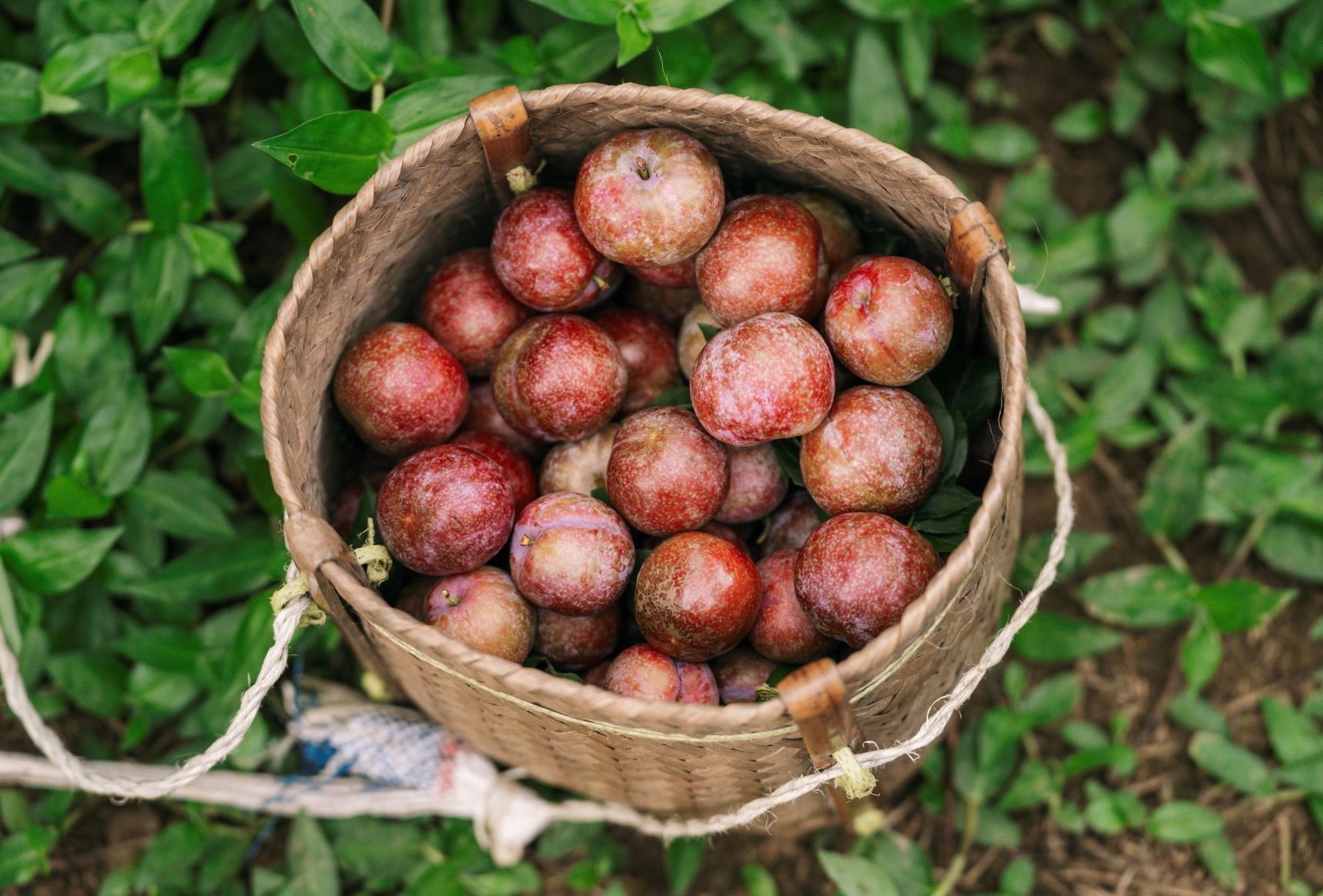 Thời tiết Mộc Châu vào hè thường oi bức hơn, hoạt động hái mận nên diễn ra vào sáng sớm trước 10h. Ngoài mận ra còn nhiều loại nông sản khác để du khách thưởng thức vào mùa hè như đào, lê, các loại rau rừng... Dư giả thời gian, du khách có thể kết hợp đi thác như Nàng Tiên, Chiềng Khoa, Dải Yếm, Tạt Nàng...