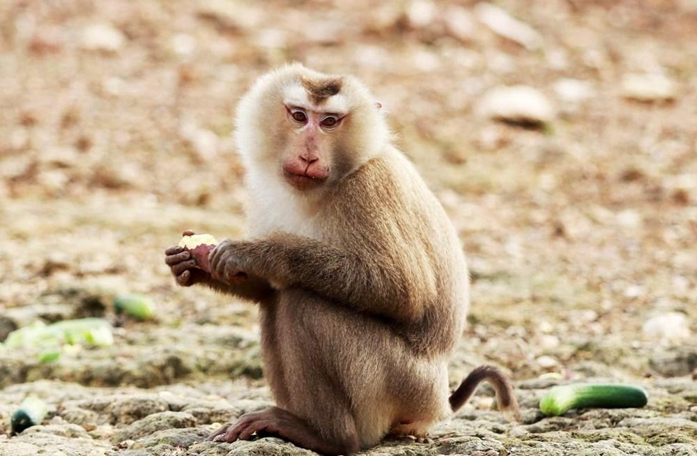 Biến “kho báu xanh” Vườn quốc gia Vũ Quang thành điểm đến sinh thái tầm cỡ - ảnh 3