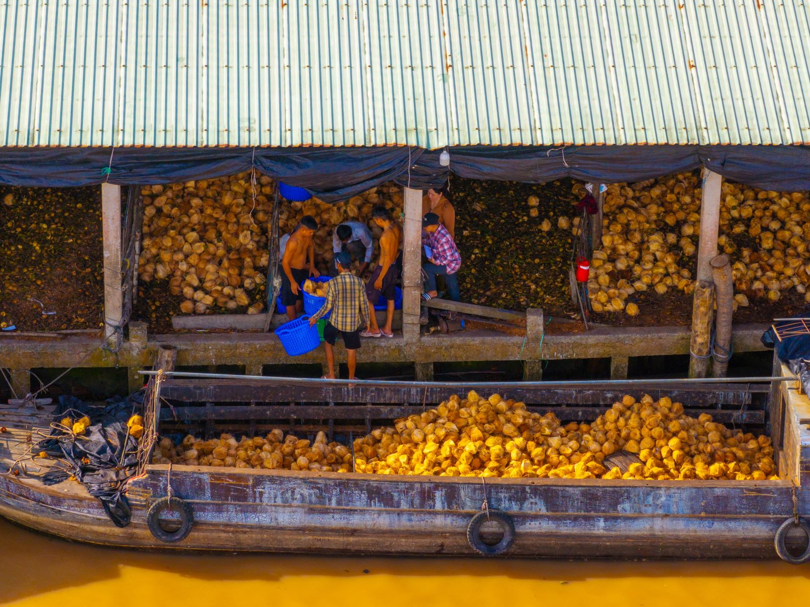 Ghe thuyền thu mua và tập kết dừa ở bến sông.