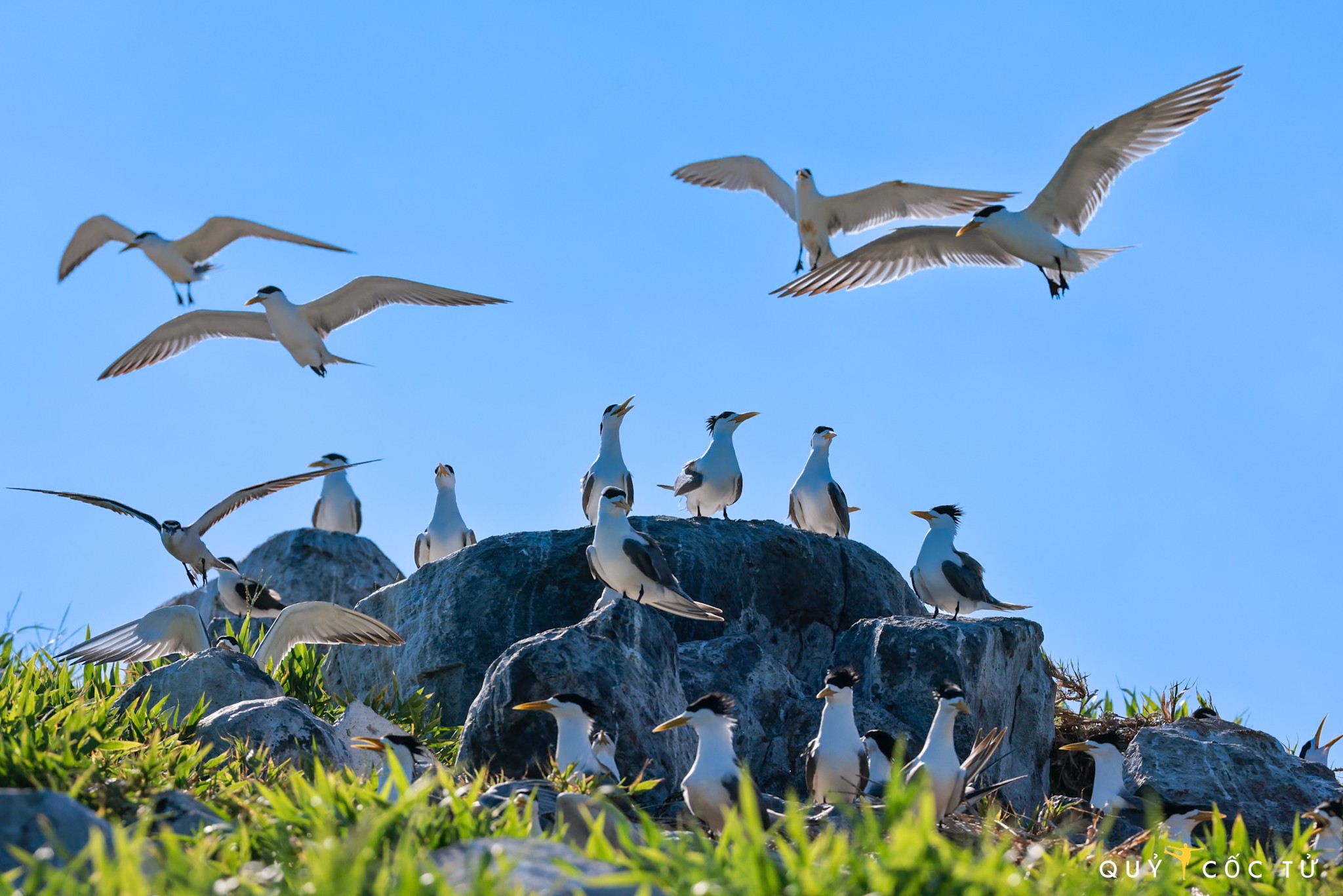 Từ xa nhìn lại, đảo như quả trứng khổng lồ, bền mặt đảo phủ trắng màu của chim lớn, chim non, tổ trứng và cả phân chim.
