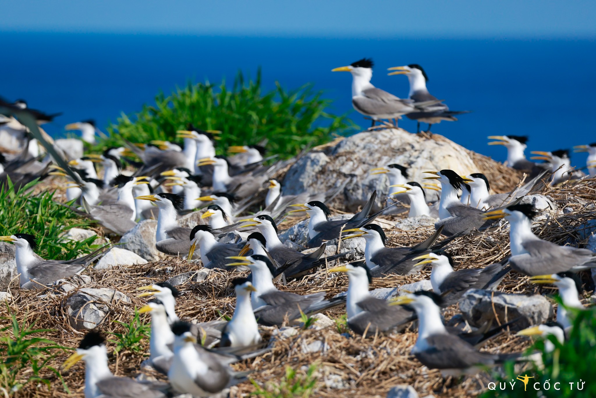 Mật độ sinh sản lên tới 4,88 trứng/m², với hơn 72.000 quả trứng đang được ấp nở - một con số hiếm gặp trên toàn khu vực Đông Nam Á.