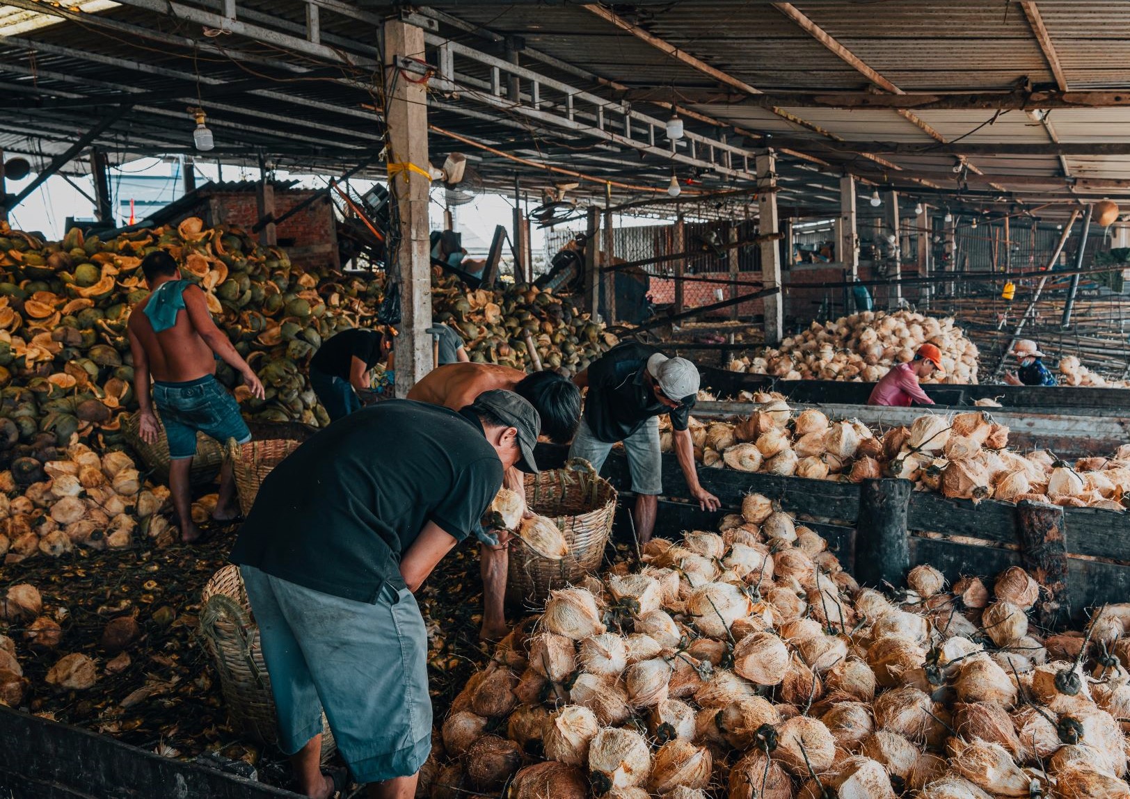 Bên trong một xưởng thu mua, sơ chế dừa.
